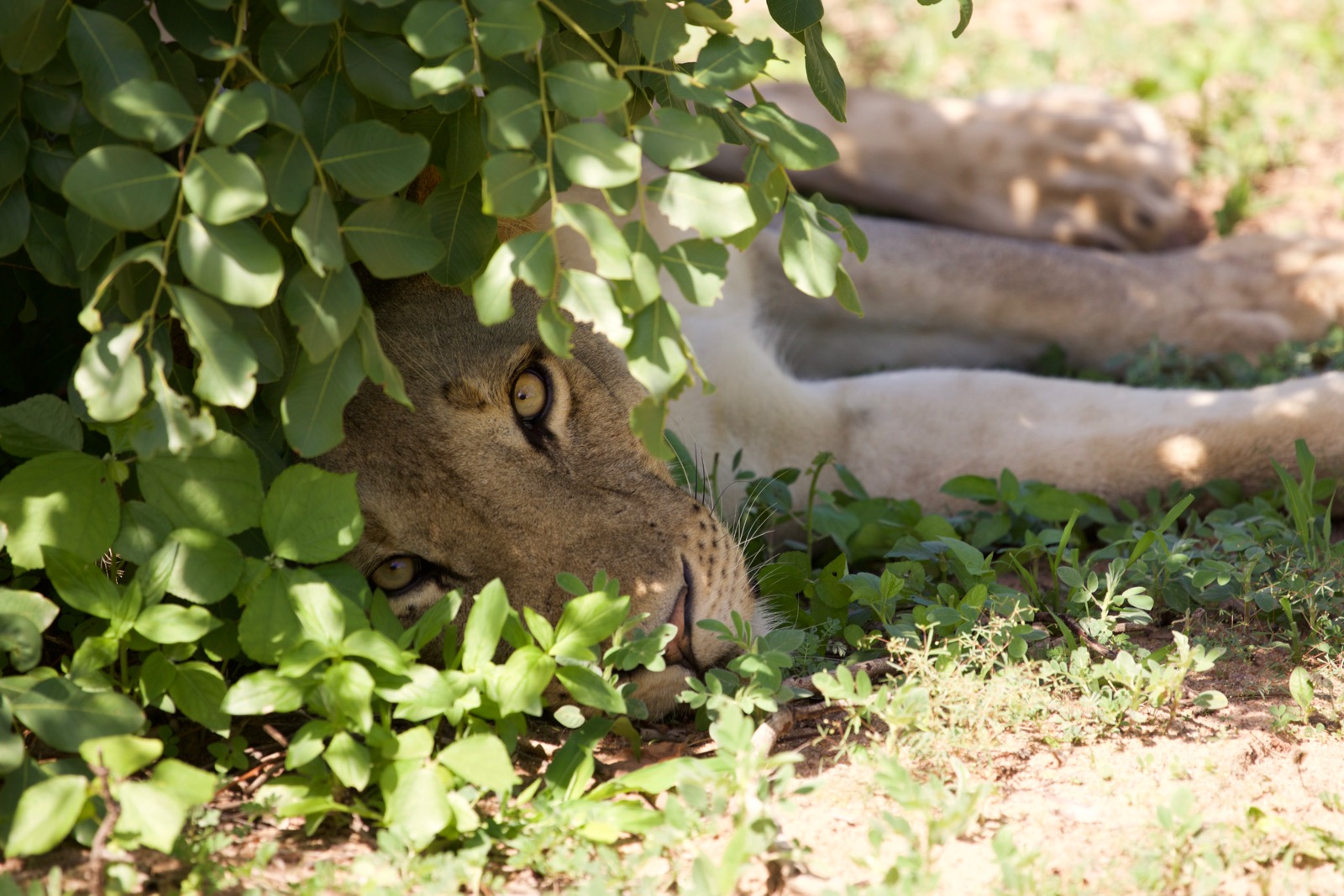 South Luangwa - Christmas Time