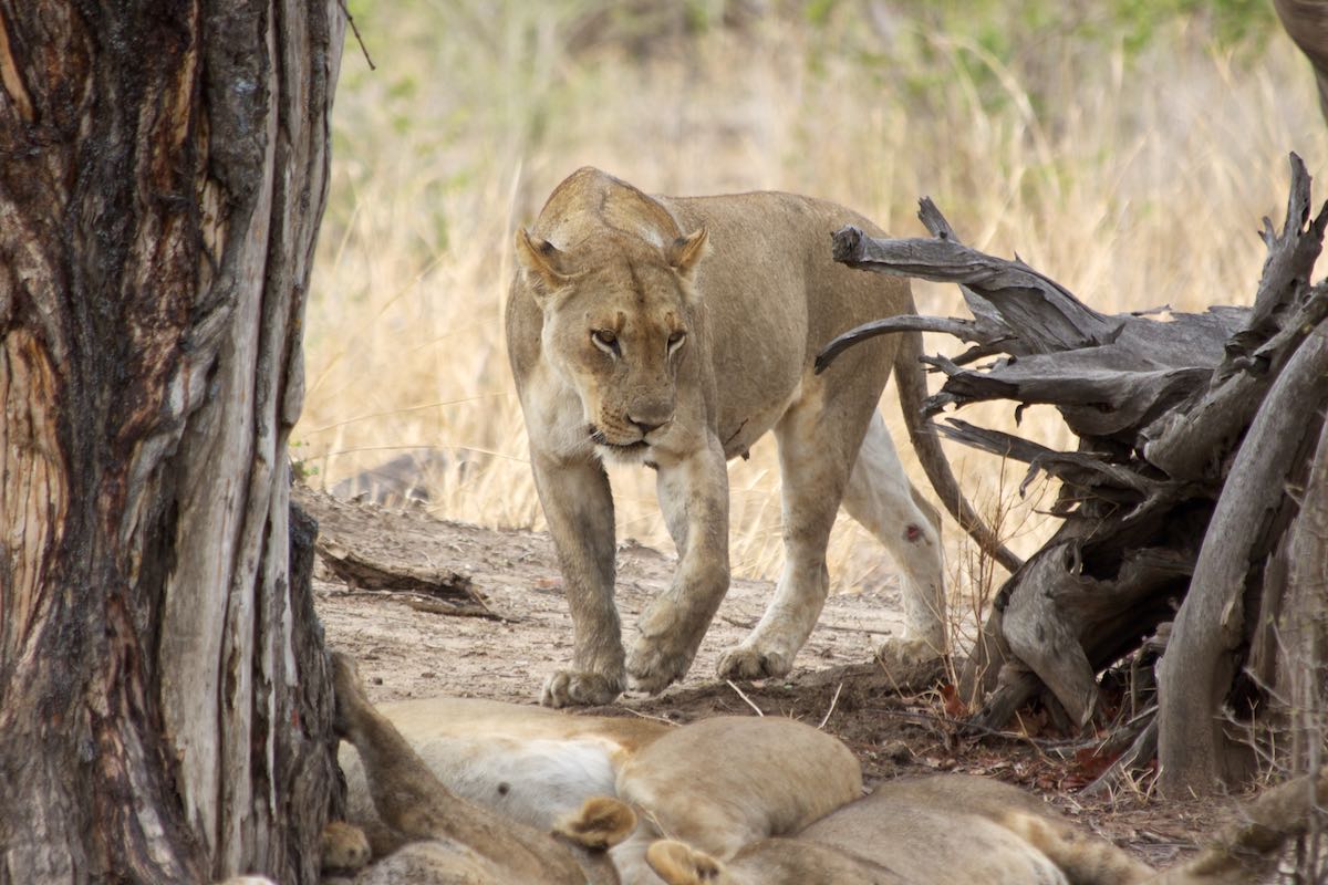 South Luangwa 2014