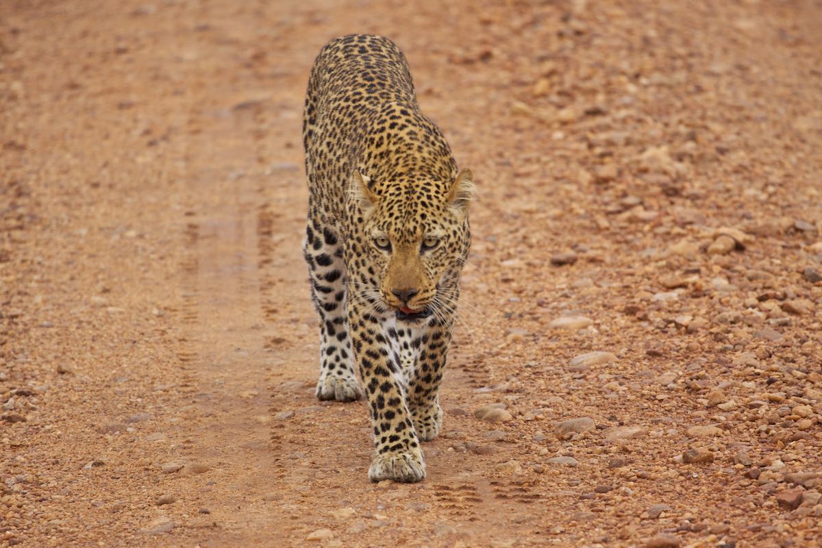 South luangwa 5