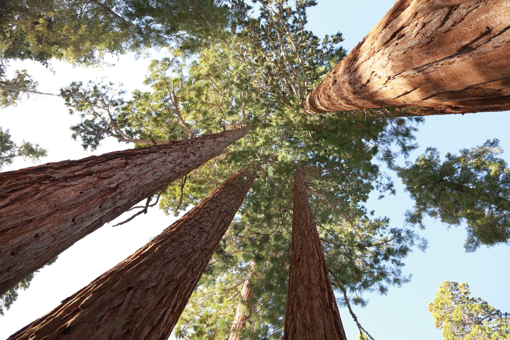 Sequoia